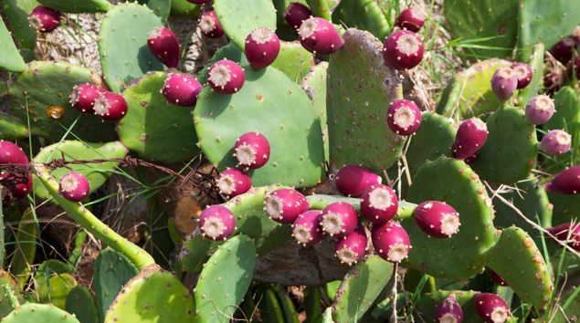 Gambar Bunga  Kaktus  Ekor Tikus Gambar Bunga 